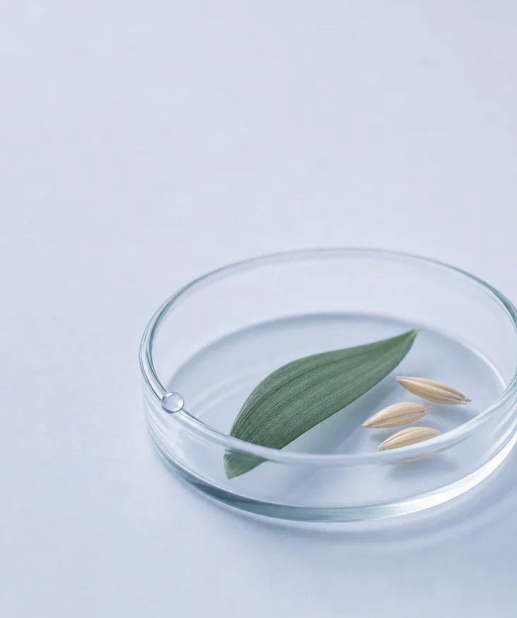 A leaf, grain and water droplet balanced inside a glass culture vessel