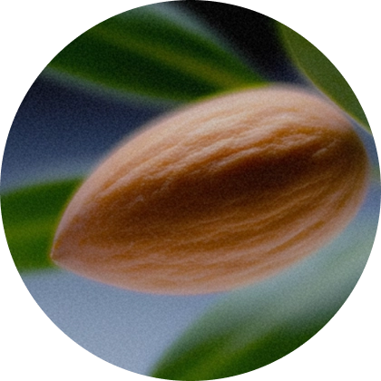 A single seed representing a formula shaped by personal health factors